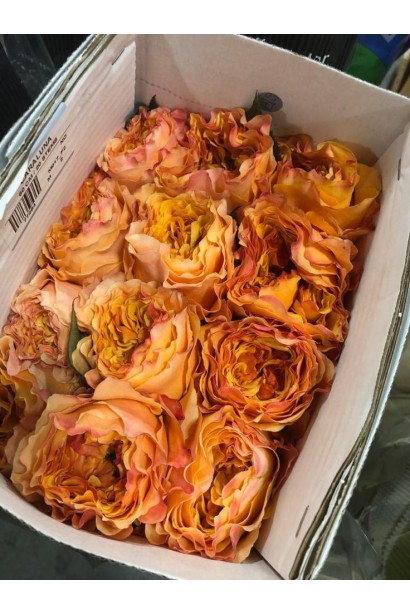 Hybrid tea rose Caraluna